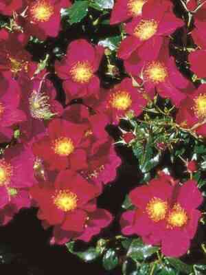 pyorpel-hejz_optimized.jpg Перпел Хейз (Purple Haze)