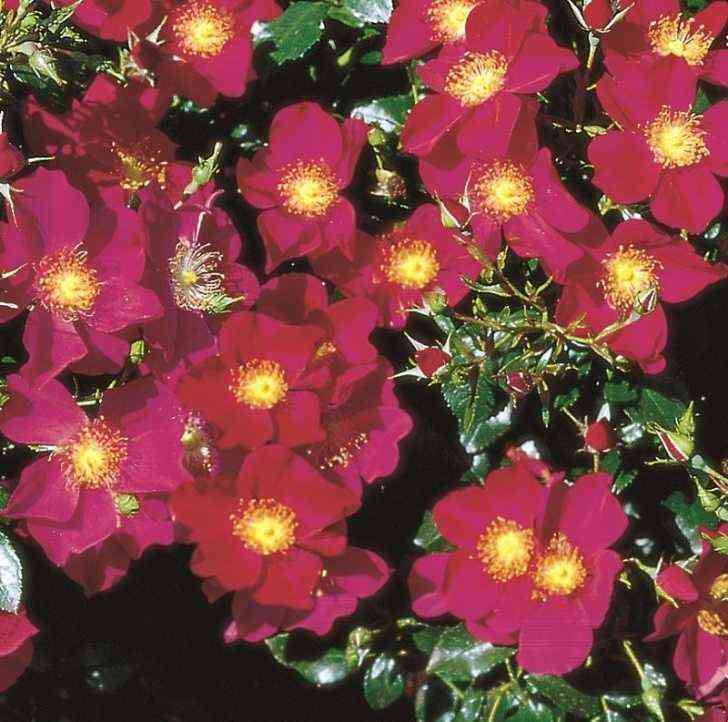 Перпел Хейз (Purple Haze)