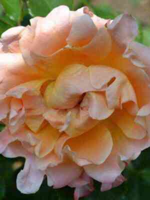 raffl_drim.jpg Раффлс Дрим (Ruffles Dream)