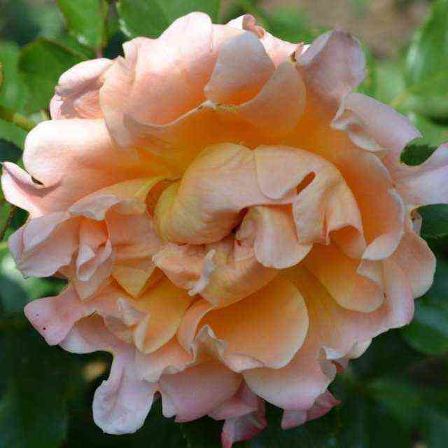 Раффлс Дрим (Ruffles Dream)