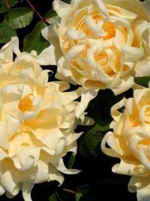 rafflskvin_rufflesqueen_optimized.jpg Раффлс Квин (Ruffles Queen)