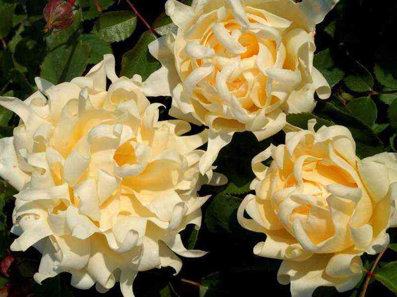 rafflskvin_rufflesqueen_optimized.jpg Раффлс Квин (Ruffles Queen)