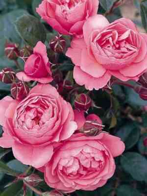 rajmond-blank.jpg Раймон Блан (Raymond Blanc)