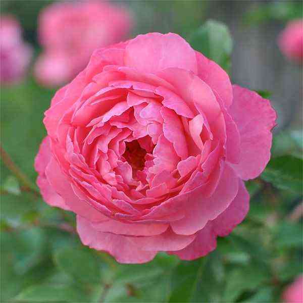 Раймон Блан (Raymond Blanc)