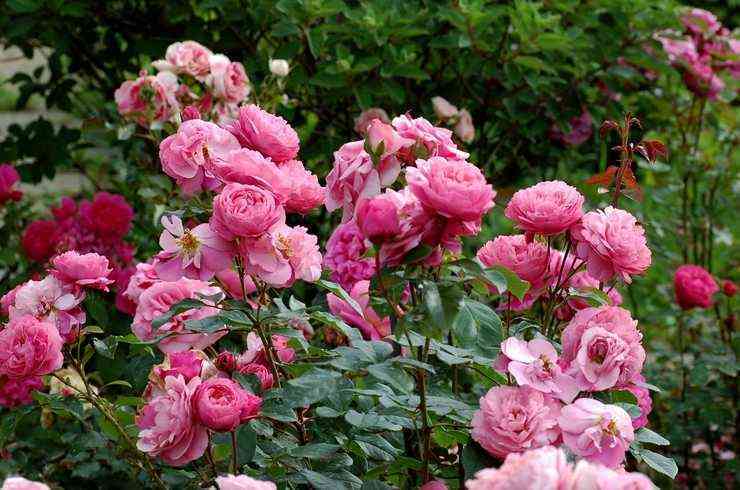 Раймон Блан (Raymond Blanc)