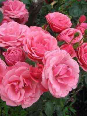 ramira.jpg Рамира (Ramira)