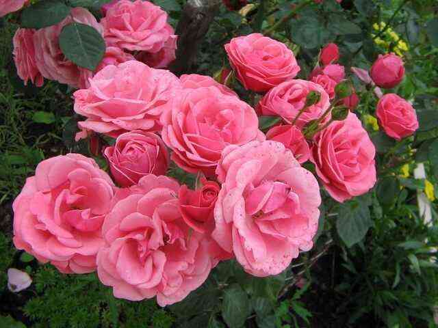 Рамира (Ramira)