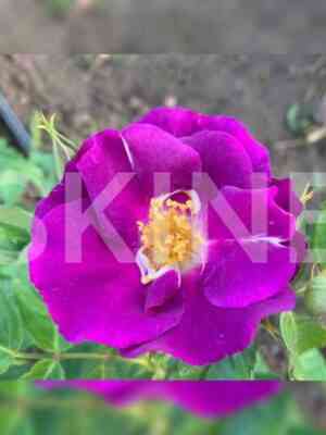 rapsodiya_in_blyu_rhapsody_in_blue.jpg Рапсодия ин Блю (Rhapsody in Blue)