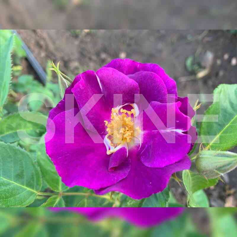 Рапсодия ин Блю (Rhapsody in Blue)