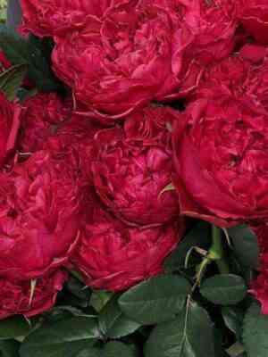 rasberrielegans_raspberryelegance_optimized.jpg Расберри Элеганс (Raspberry Elegance)