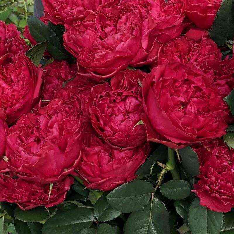 Расберри Элеганс (Raspberry Elegance)