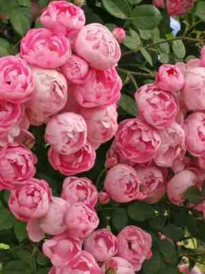 raubritter.jpg Раубриттер (Raubritter)