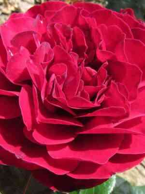 red-abundas.jpg Ред Абунданс (Red Abundance)