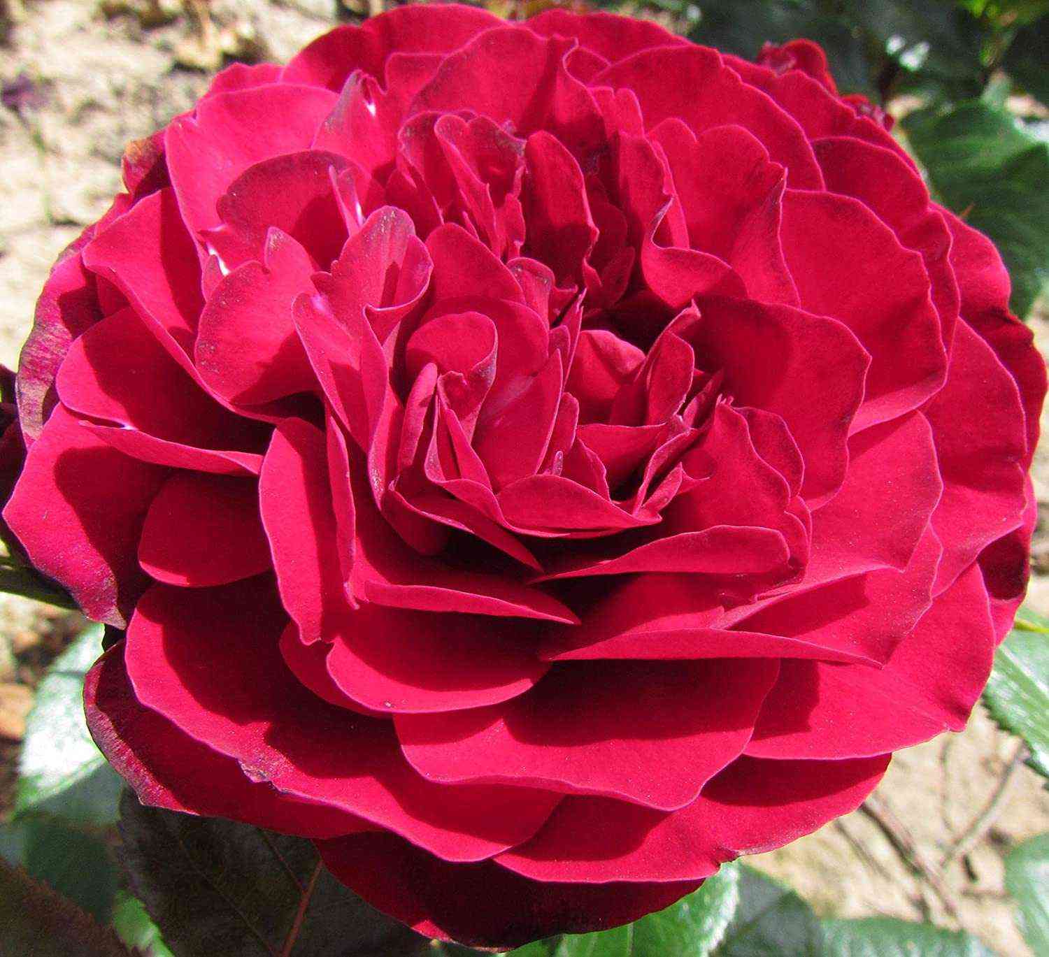 Ред Абунданс (Red Abundance)