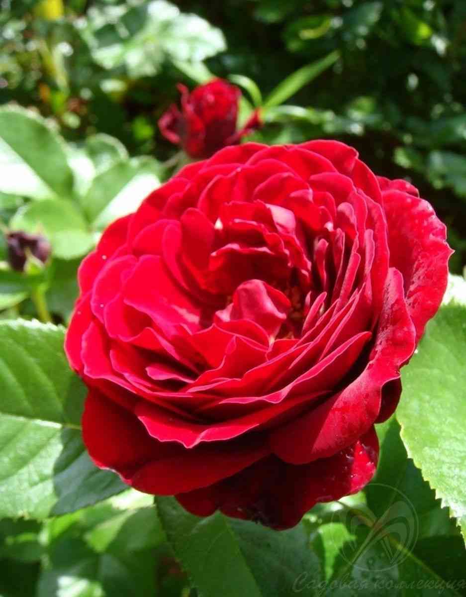 Ред Абунданс (Red Abundance)