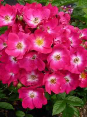 Ред Балерина (Red Ballerina)