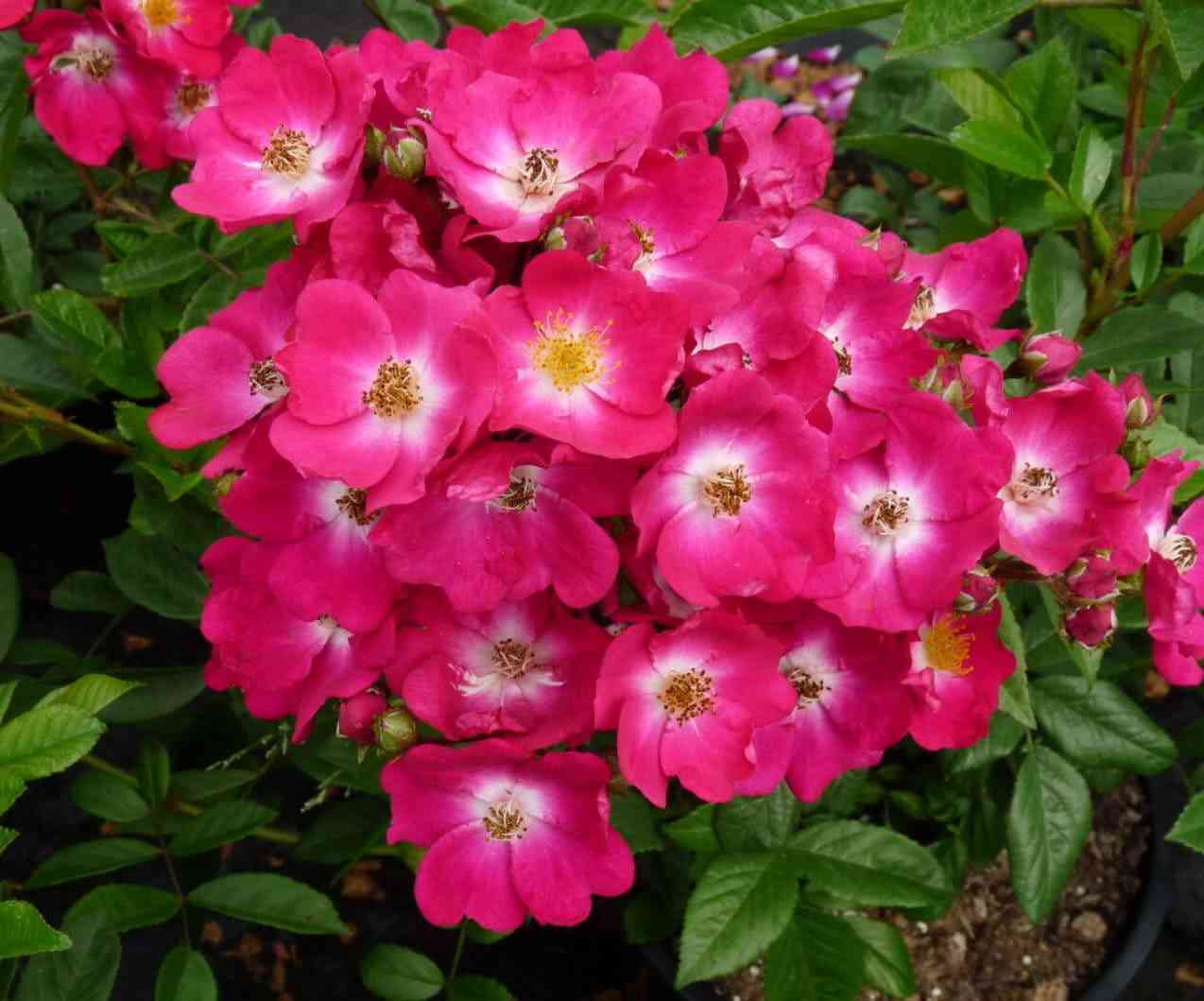 red-balerina-1.jpg Ред Балерина (Red Ballerina)