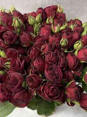 Ред Лейс (Red Lace)