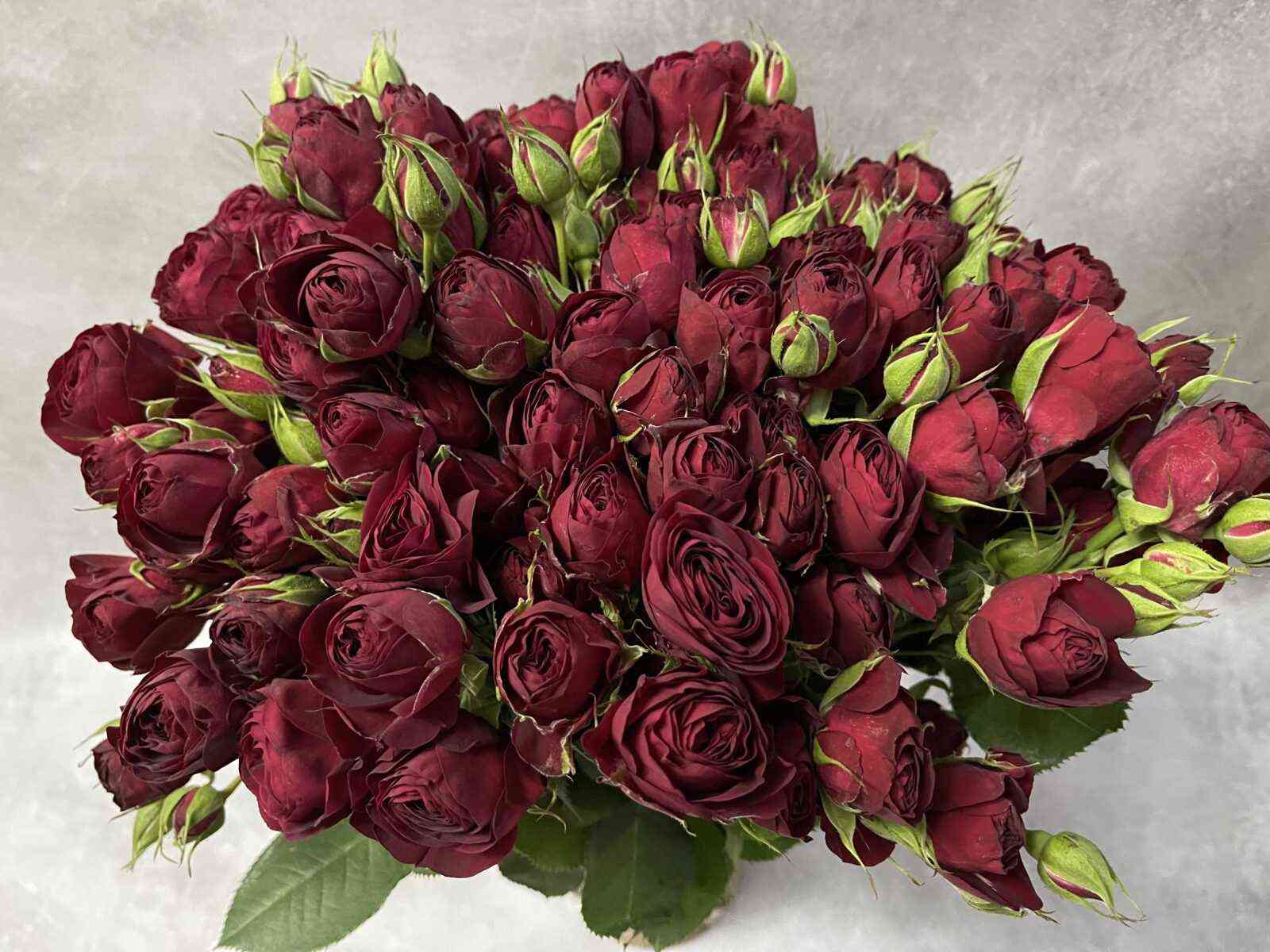 red-lejs.jpg Ред Лейс (Red Lace)