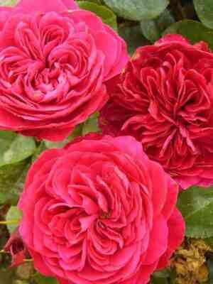 red-leonardo-2.jpg Ред Леонардо да Винчи (Red Leonardo da Vinci)