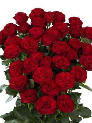 Ред Трендсеттер (Red Trendsetter)