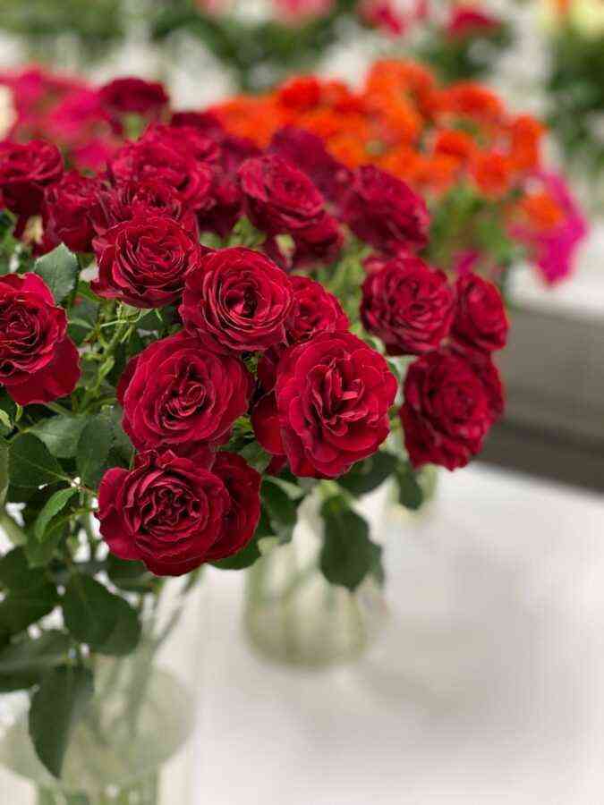 Ред Трендсеттер (Red Trendsetter)