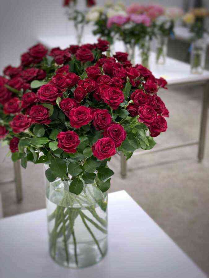 Ред Трендсеттер (Red Trendsetter)