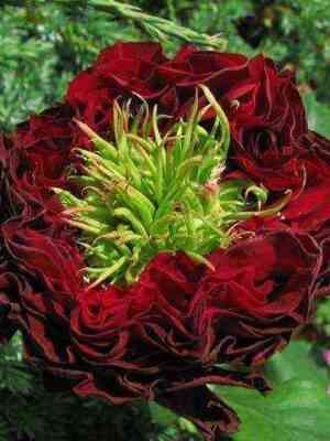 Ред Ай (Red Eye)