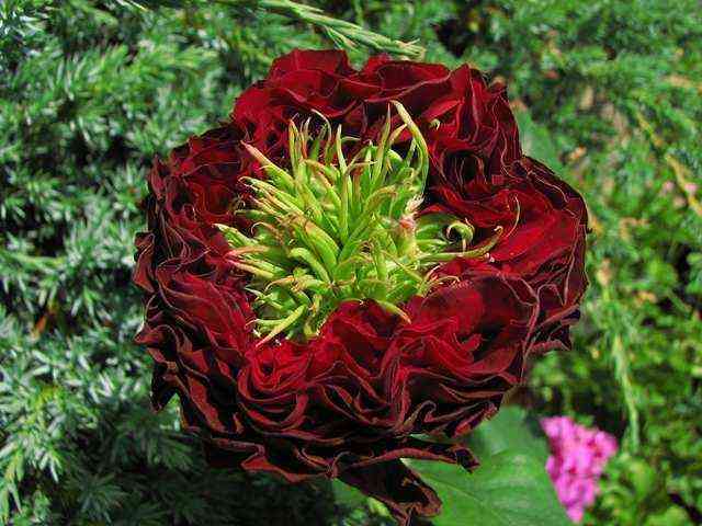 red_aj.jpg Ред Ай (Red Eye)