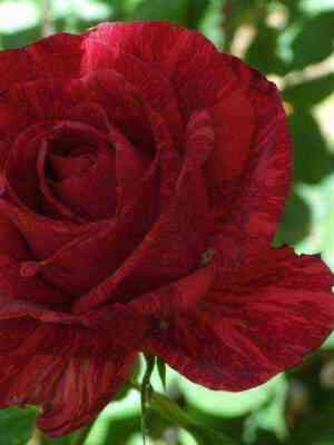 Ред Интуишн (Red Intuition)