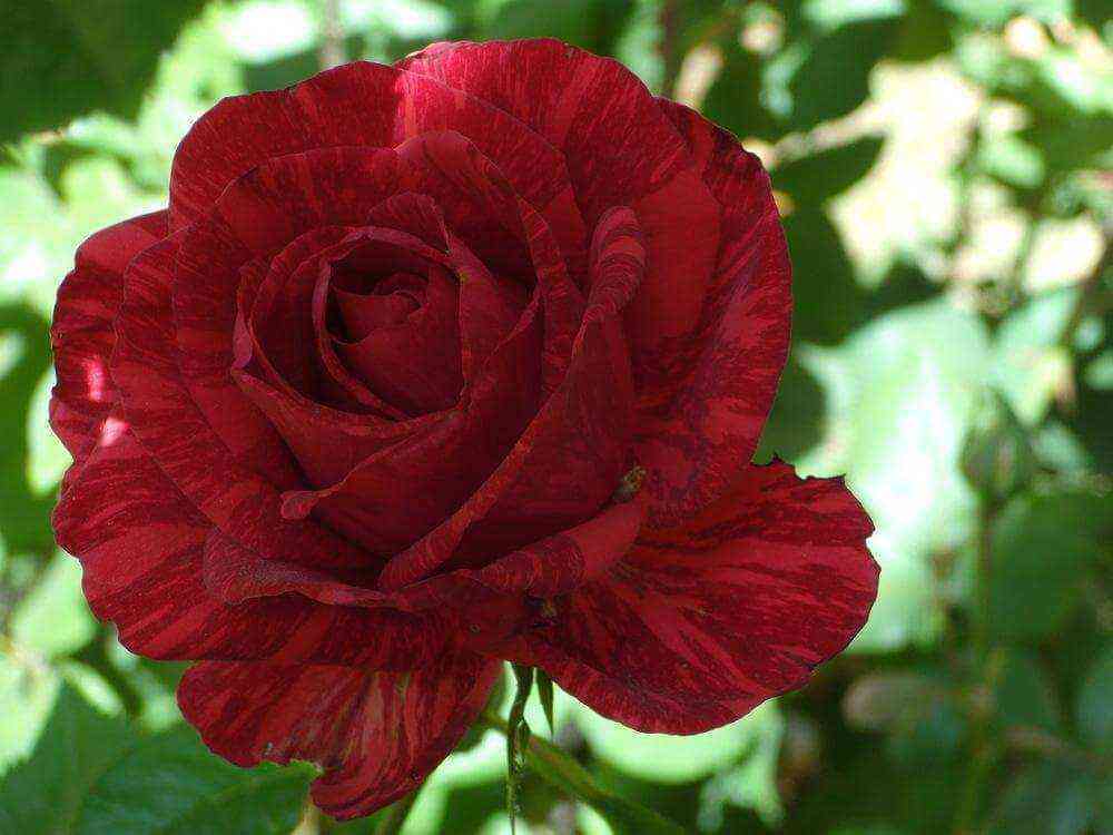 red_intuishen.jpg Ред Интуишн (Red Intuition)