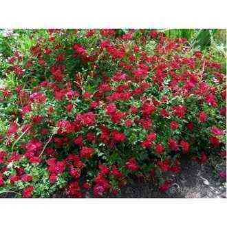 red_kaskad_red_cascade.jpg Ред Каскад (Red Cascade)