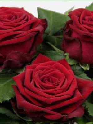 Ред Наоми (Red Naomi)