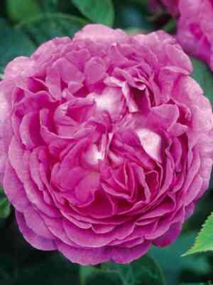 rejn-de-violet.jpg Рэйн де Виолетт (Reine des Violettes)