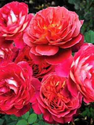 renesammyu_reinesammut_optimized.jpg Рене Саммю (Reine Sammut)