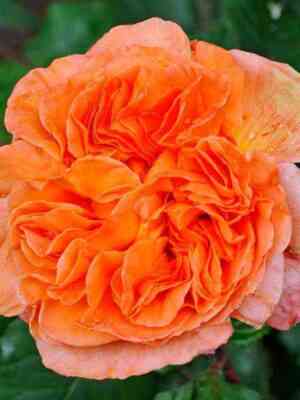 Рене Госсини (Rene Goscinny)