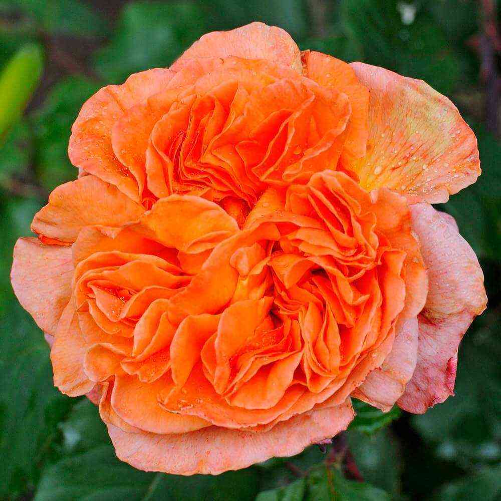 Рене Госсини (Rene Goscinny)