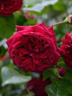 republik-de-monmart.jpg Републик де Монмартр (Republic de Montmartre)