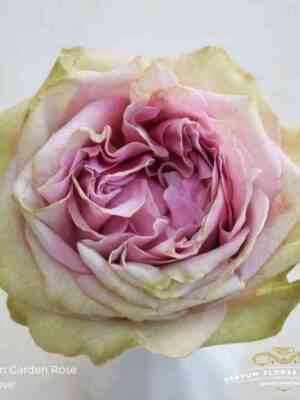 retro-lav-retro-love.jpg Ретро Лав (Retro Love)