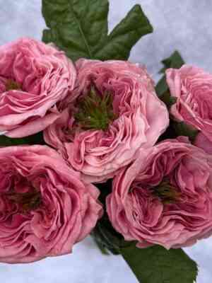 ridzhents-park.jpg Риджентс Парк (Regents Park)