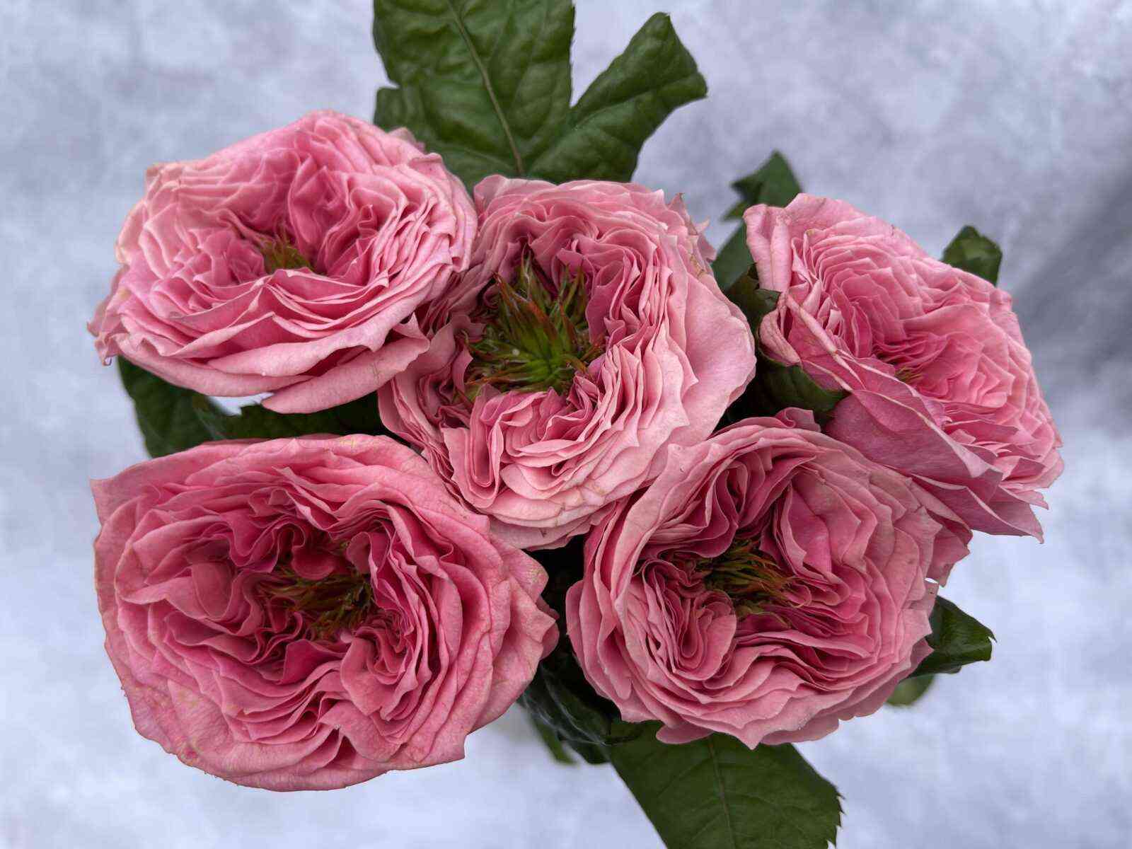 Риджентс Парк (Regents Park)