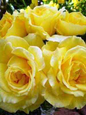 rimoza.jpg Римоза (Rimosa Climbing)