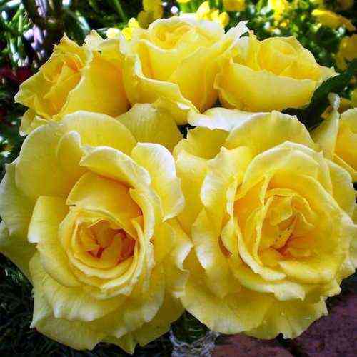 rimoza.jpg Римоза (Rimosa Climbing)