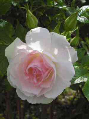 ritausma.jpg Ритаусма (Ritausma)