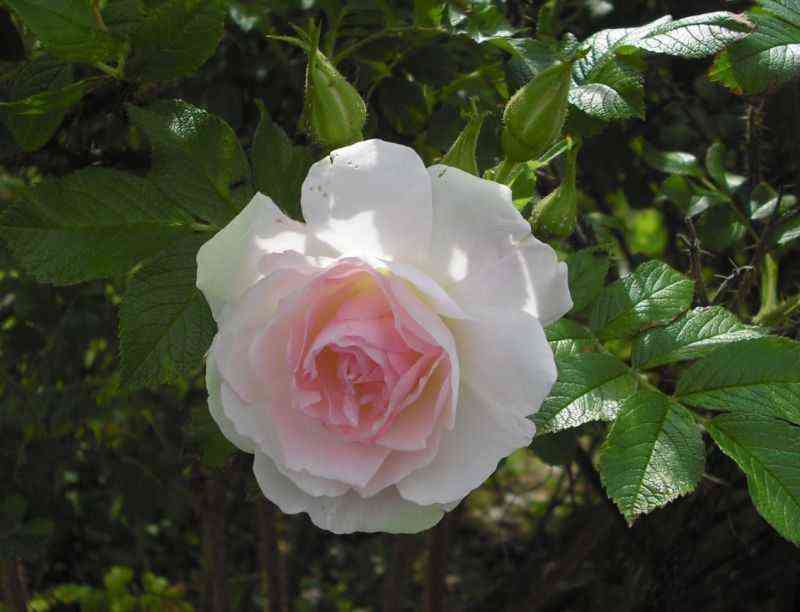 ritausma.jpg Ритаусма (Ritausma)