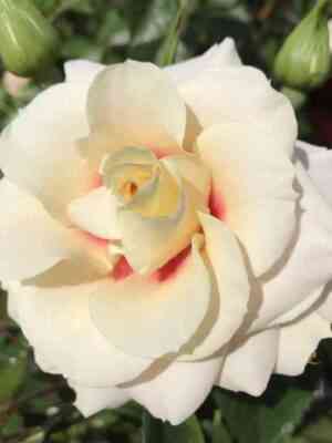 rizing-san.jpg Ризинг Сан (Rising Sun)