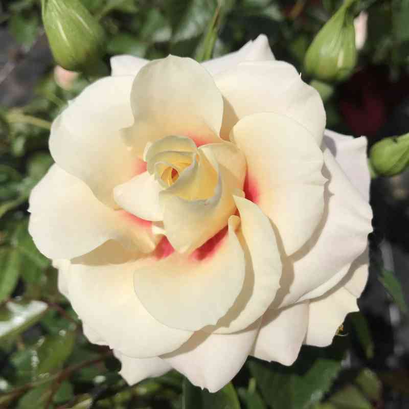 Ризинг Сан (Rising Sun)