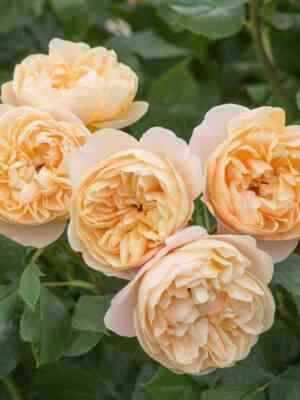 Роальд Даль (Roald Dahl)