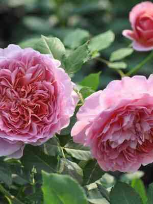 rob_a_lya_fransuaz.jpg Роб А Ля Франсуаз (Robe A La Francaise)