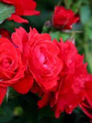 robert-uinston.jpg Роберт Уинстон (Robert Winston)